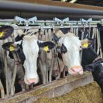 dairy cows lined up in a shed eating