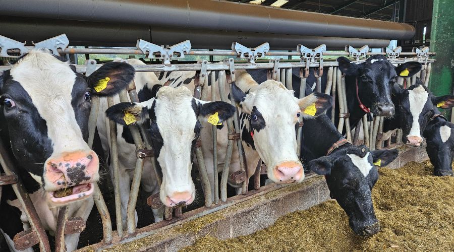 dairy cows lined up in a shed eating