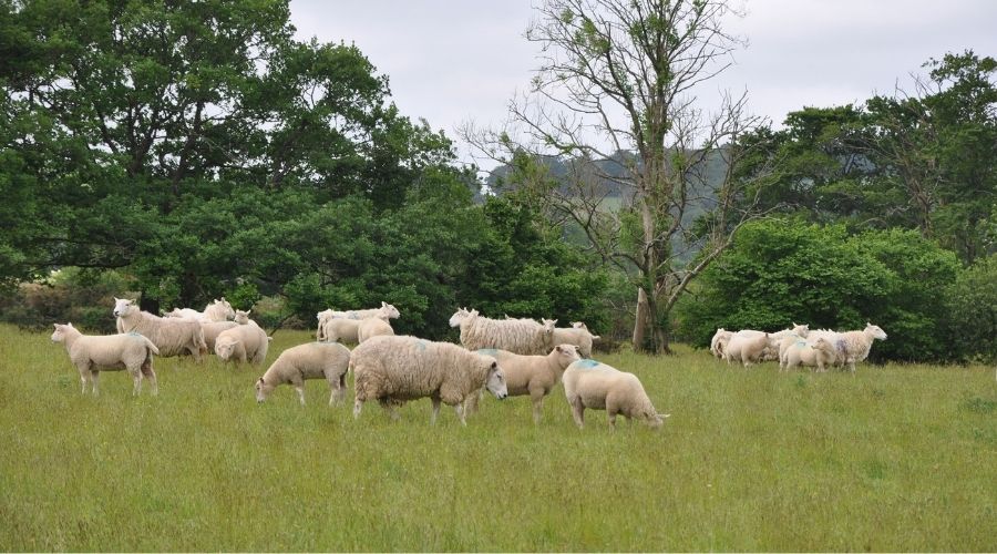 Gerwyn Evans' sheep flock in the field with trees in the background.