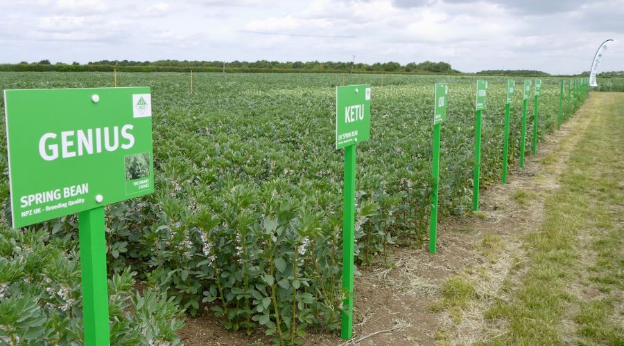 demo plot of spring beans