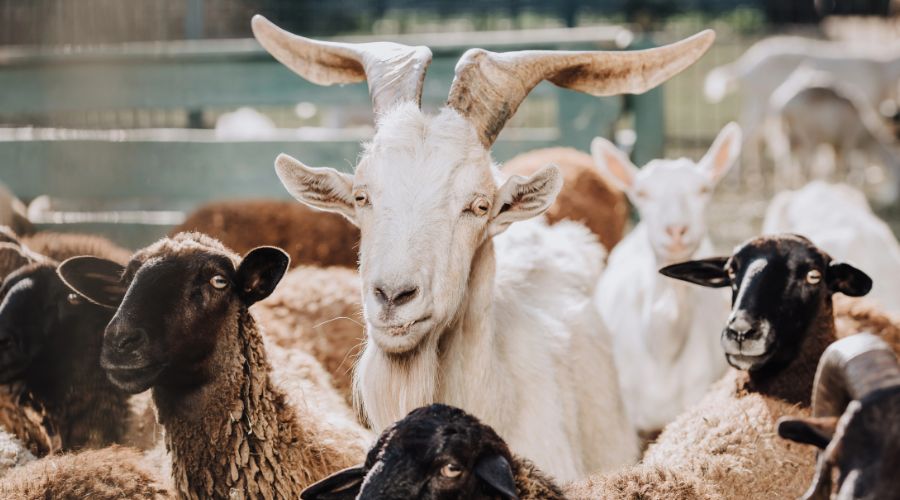 Personal imports of certain sheep and goat commodities have been banned to protect the UK from peste des petits ruminants, or 'goat plague'