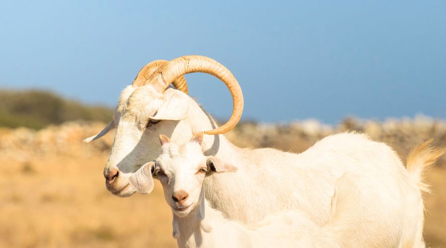 Authorities in Greece have ordered nationwide restrictions for goats and sheep to tackle a deadly PPP virus outbreak. 