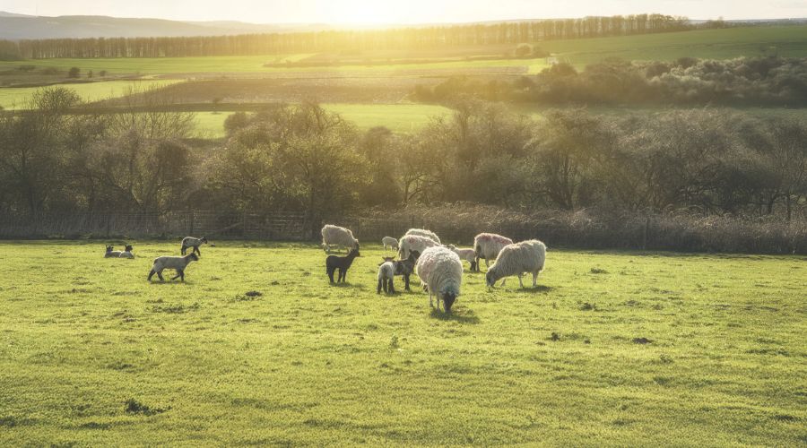 Sheep in UK field