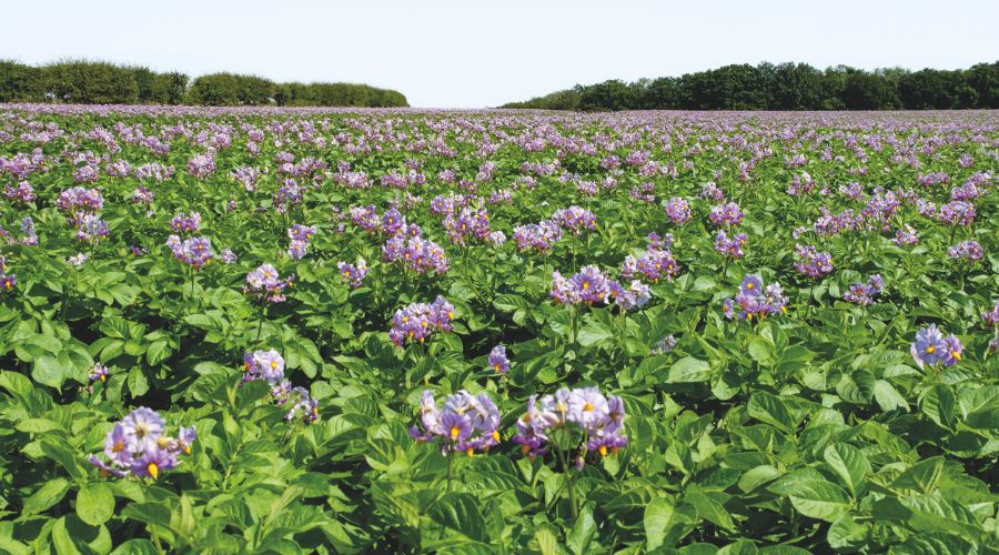 Flowering field post-potato-harvest
