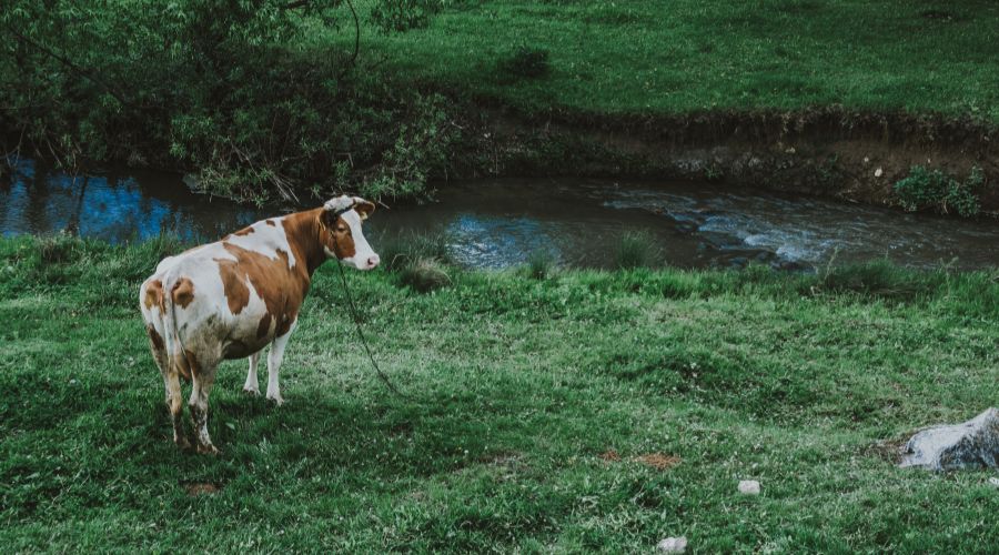 livestock farm with river through land, cow near water