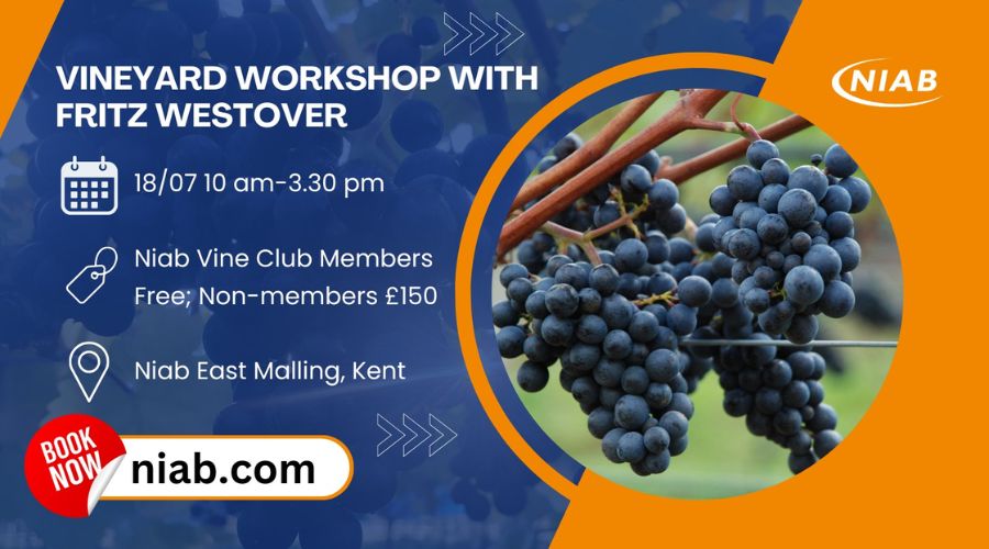 Vineyard Workshop with Fritz Westover
