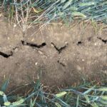 very dry cracked farmland
