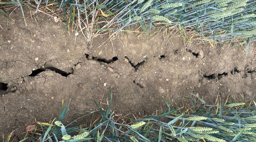 very dry cracked farmland