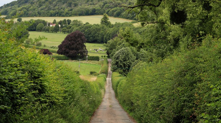 Everything farmers should know about new hedgerow regulations