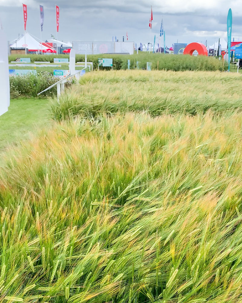Cereals 2025 grain