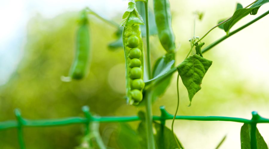 Pea growers have a new, free resource, thanks to ADAS, BASF, and the Processors and Growers Research Organisation (PGRO). 