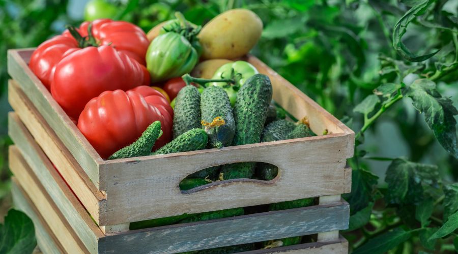 £13.6 million in grants have been offered to food charities to redistribute food directly from farms to fight food poverty in communities.