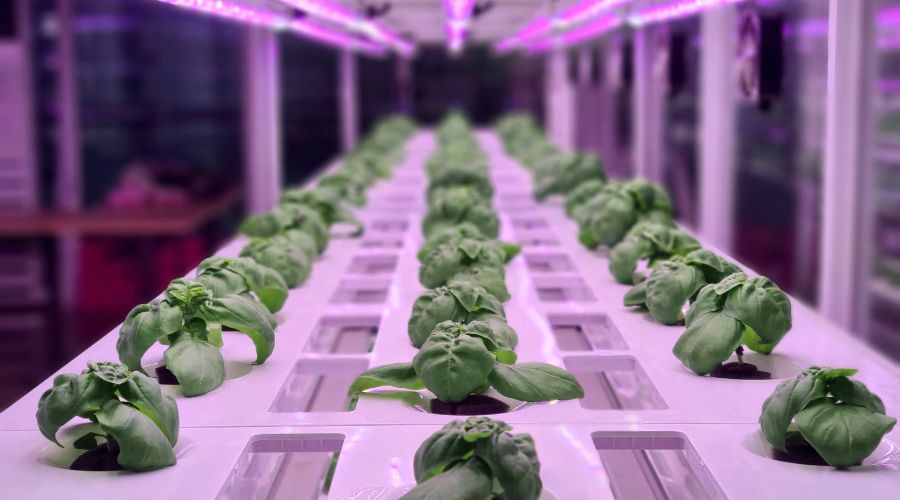 The Jones Food Company, owner of indoor vertical farms in Scunthorpe and Gloucestershire, has gone into administration.