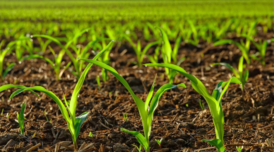 The dry spring of 2025 is likely to have caused damage to many crops, with some UK regions facing declined yield potential.