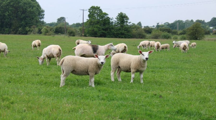 sheep in a field