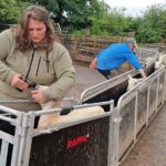 UK sheep farmers are being encouraged to take part in a survey by Nettex that explores mineral supplementation practices across the sector.