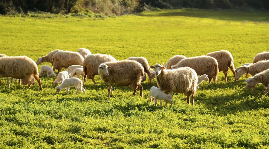 A 65-year-old man was arrested on suspicion of sheep worrying criminal damage offences, Rossendale Police confirms.