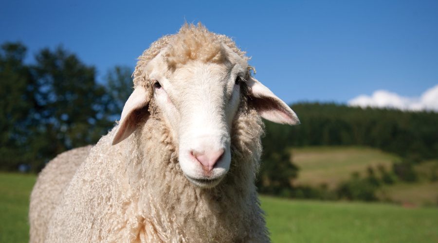 The Scottish Government will provide match-funding to support the development of a new vaccine against Louping ill by Moredun.