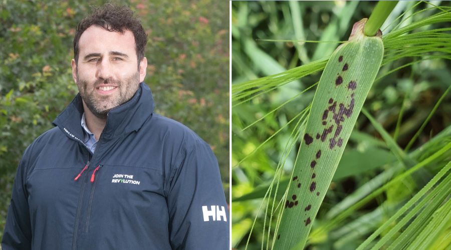 As winter barley crops start to reach T1 (growth stage 30-31) fungicide timing, growers are advised to assess disease risk carefully.