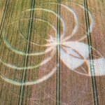 Dorset Police Rural Crime Team is appealing for information after crops were damaged in a field in the Cerne Abbas area of North Dorset.