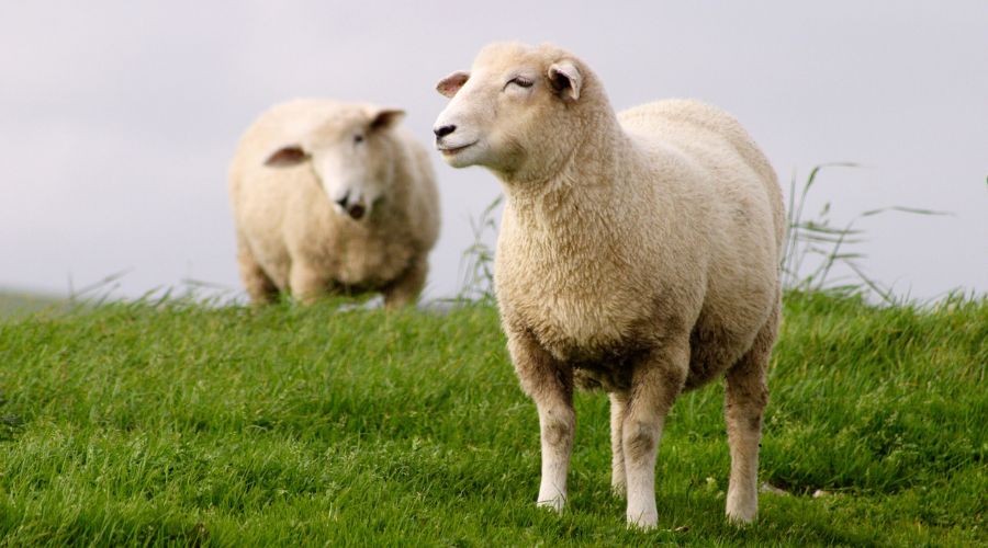 Vets Sharminda Lockwood of Westpoint Farm Vets and Georgina Rigby of Cross Counties Farm Vets examind vaginal prolapse in lambing ewes.  