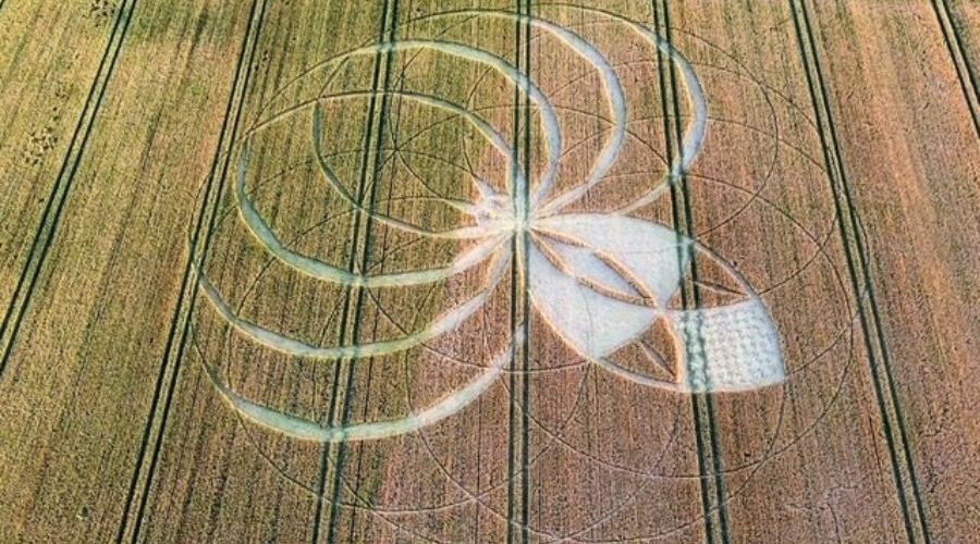 Dorset Police Rural Crime Team is appealing for information after crops were damaged in a field in the Cerne Abbas area of North Dorset.