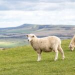 sheep grazing in the South Downs