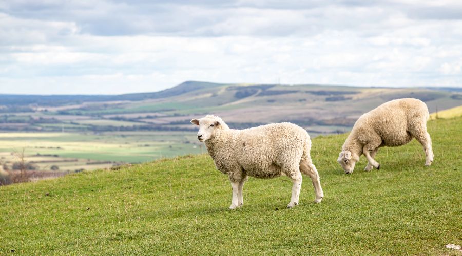 sheep grazing in the South Downs