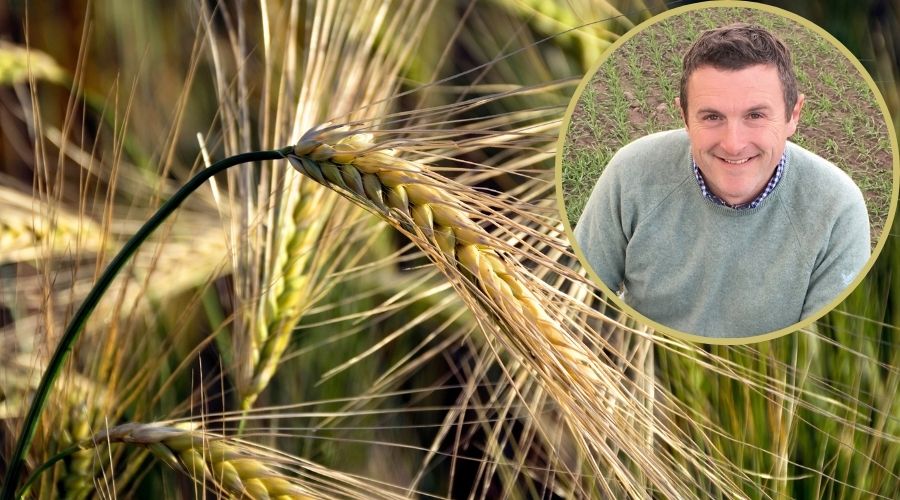 Spring barley growers may need to apply an early fungicide spray to counter increased pressure from net blotch, ProCam agronomist said.