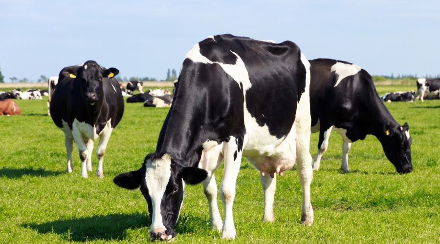 New data from CVS Farm’s recently launched dairy cow mastitis campaign has examined Mastatest submissions for antibiotic use.