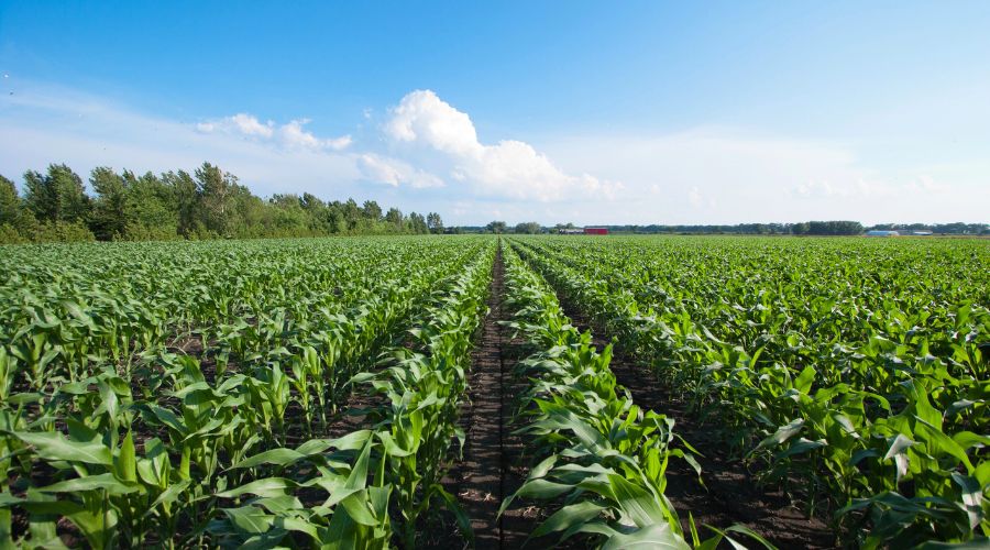 Corteva Agriscience is advising maize growers to consider adding the nitrogen stabiliser Instinct to extend the nutrient’s availability.