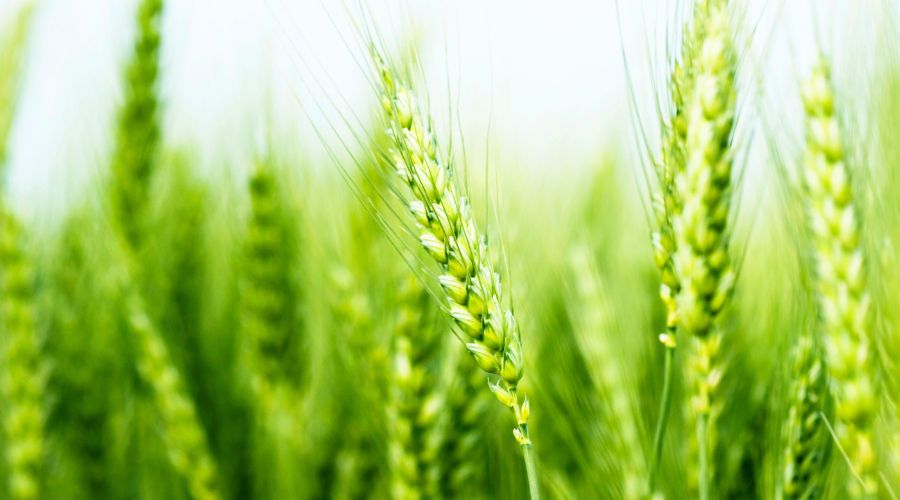 With winter wheat at a wide range of growth stages coming out of winter, extra care will be needed to manage crop development, agronomy firm Farmacy warns.