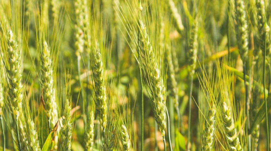 Drilling winter wheat in three distinct autumn weather windows means Warwickshire farmer Andrew Keyte has a wide range of yield potential to manage this spring.