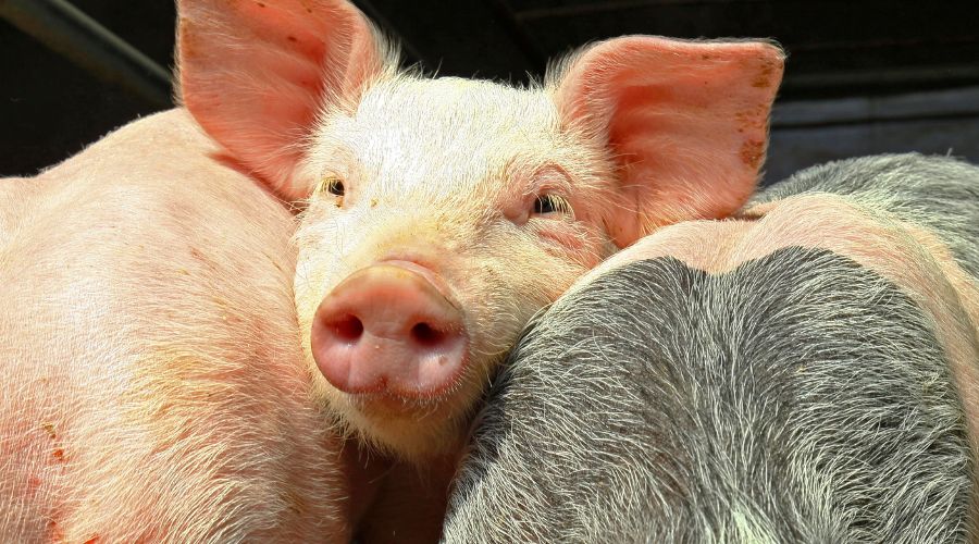 A case of human flu in a pig has been confirmed in Northern Ireland. Farmers Guide reached out to DAERA for more info.