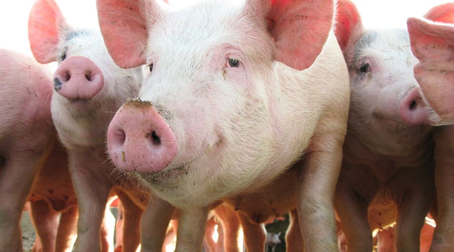 Study led by Royal Veterinary College (RVC) has revealed significant genetic and antigenic diversity in European swine influenza viruses.