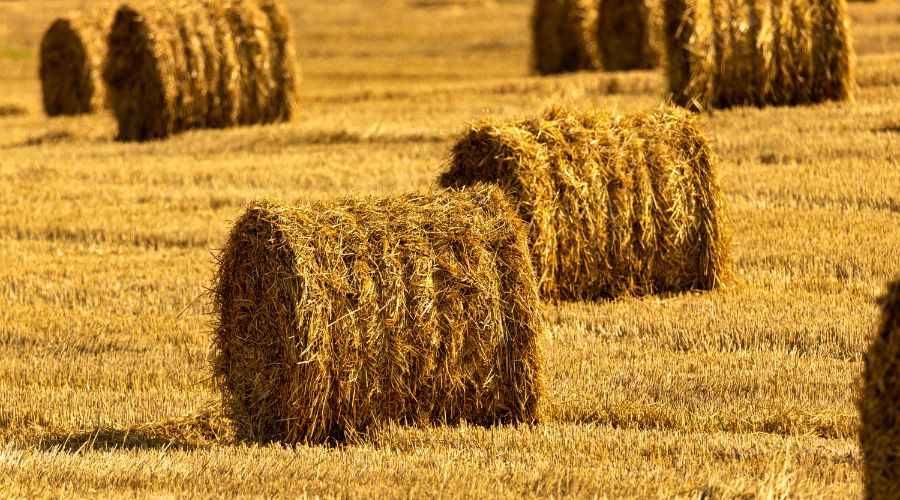 Hutchinsons is reminding growers to think carefully when considering whether to bale and remove straw from fields. 