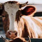 On Friday 11th July, the Welsh Government and the deputy first minister Huw Irranca-Davies announced the introduction of bluetongue-approved red markets.