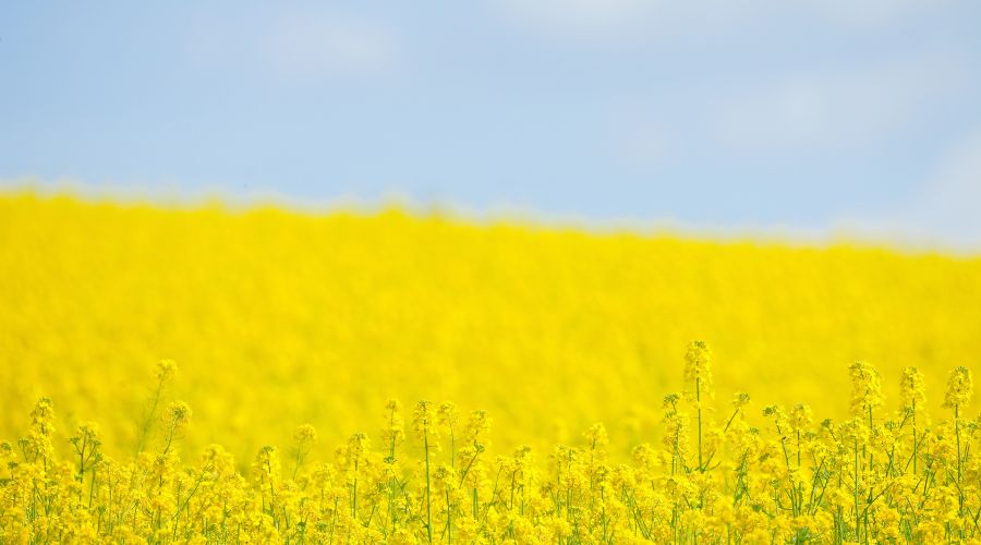 A list of ten strategies to tackle cabbage stem flea beetle (CSFB) has just been released to help reverse the fortunes of oilseed rape (OSR). 