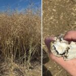 NPZ UK breeder trials highlighted the impact of a challenging season on winter oilseed rape varieties that rely solely on Rlm7 resistance.