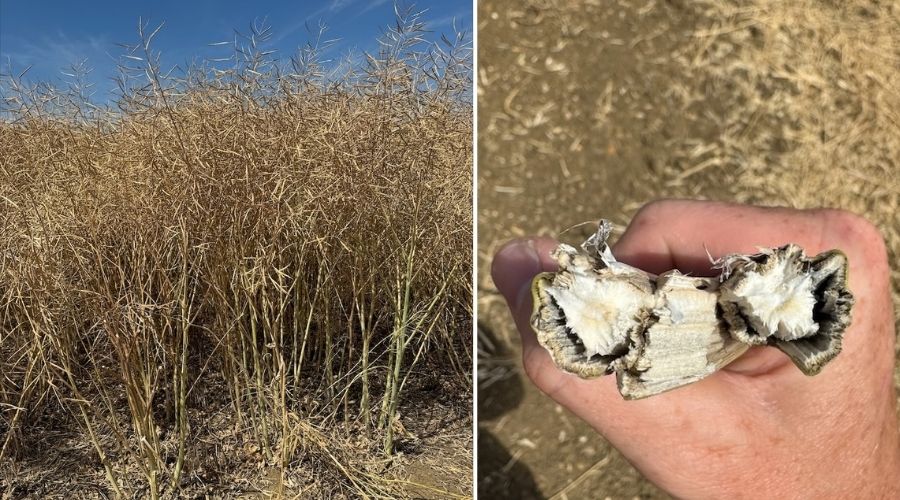 NPZ UK breeder trials highlighted the impact of a challenging season on winter oilseed rape varieties that rely solely on Rlm7 resistance.