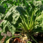 emergency authorisation to use the insecticide Coragen