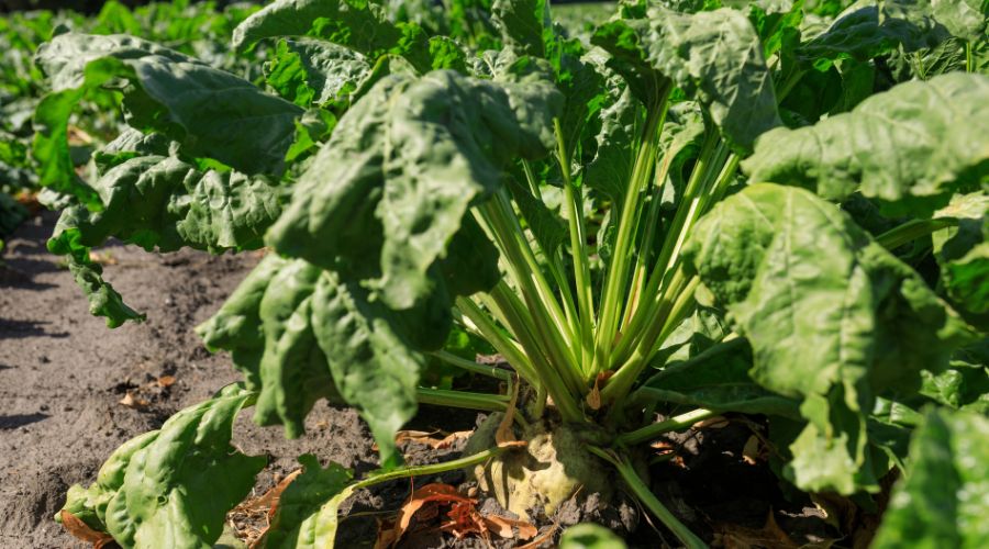 emergency authorisation to use the insecticide Coragen