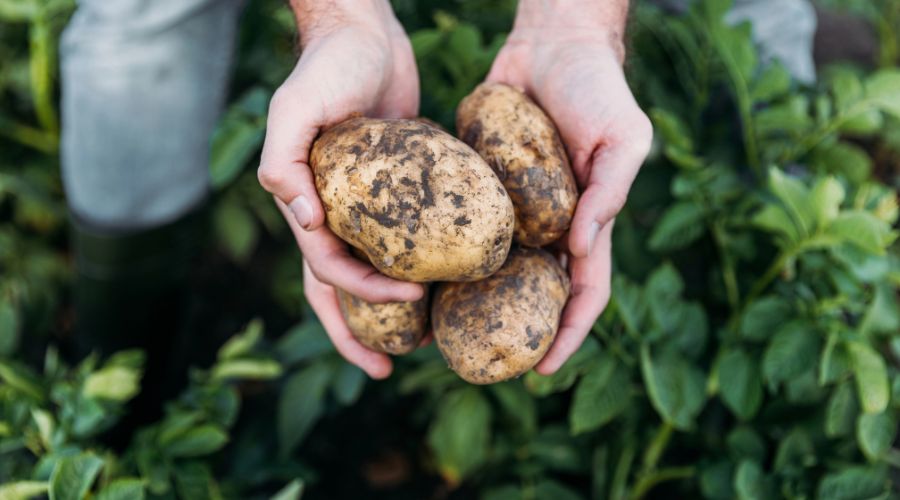 GB Potatoes partnered with Horticulture Crop Protection Ltd (HCP), giving British seed potato sector route to secure critical crop protection tools.