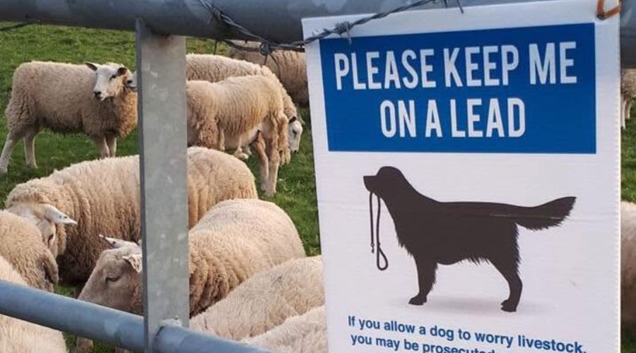 Warwickshire Rural Crime Team confirmed that in December 2024, two dogs attacked several sheep owned by farmers from the Warwickshire region.