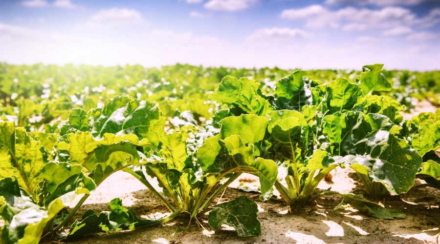 Ahead of Cereals Event 2025, SESVanderHave announced that UK sugar beet growers can now buy seed direct from its plant breeders.