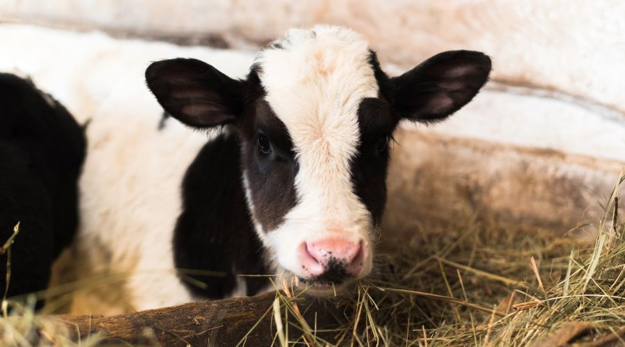 Farmers can use DEFRA grant funding to offset the costs of mandatory EID following announcement of new mandatory requirements.