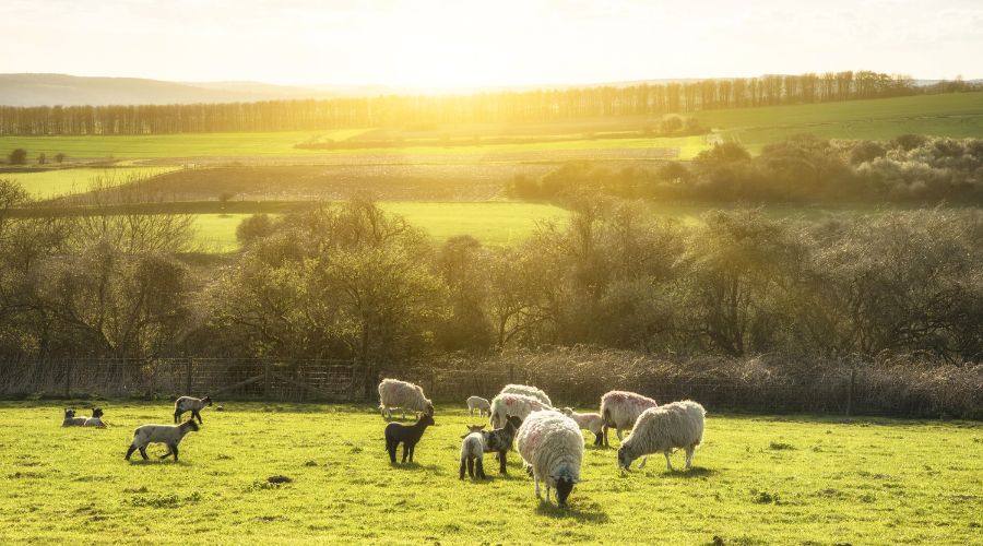 As the UK faces its driest spring since the 1950s, Nature Friendly Farming Week has arrived at a crucial moment for British agriculture.