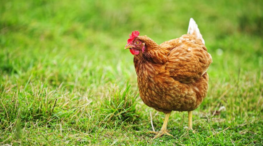 Flockwise project overlooking health and welfare management in cage-free laying hens was awarded a £2.6 million boost from the government.