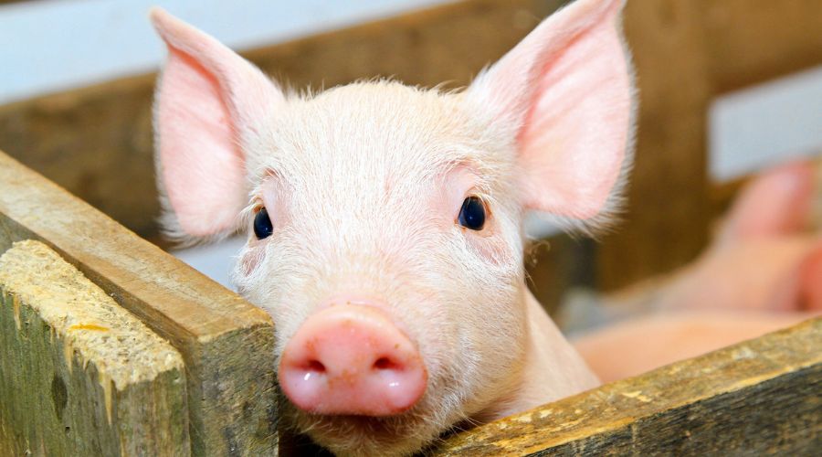 African swine fever