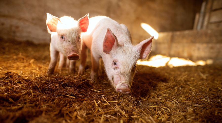 The Red Tractor Pigs Sector Board is seeking views on proposals to introduce tiered welfare standards and labelling for UK pig meat.